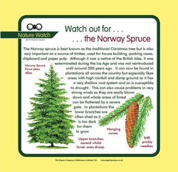 'Norway spruce' Nature Watch Panel