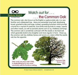 'Common oak' Nature Watch Panel