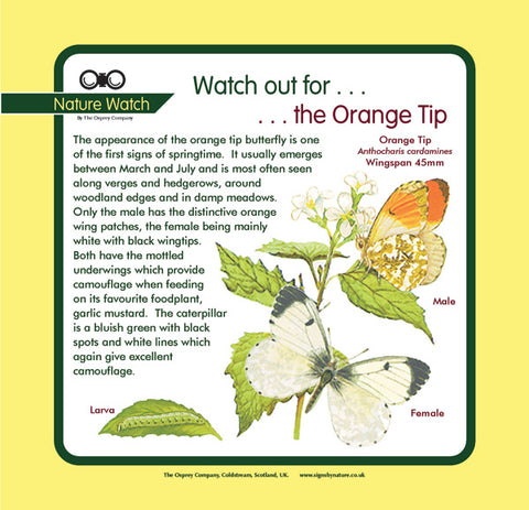 'Orange tip' Nature Watch Panel