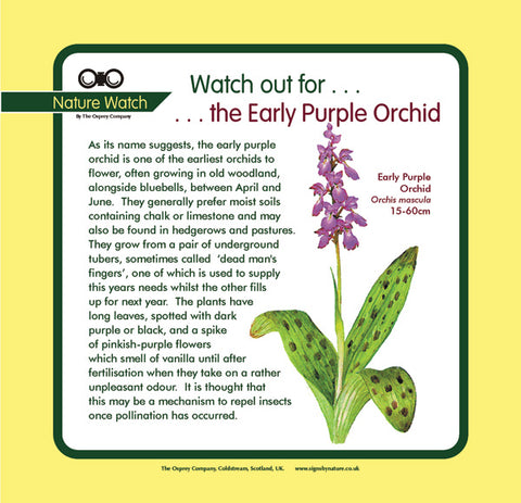 'Early purple orchid' Nature Watch Panel