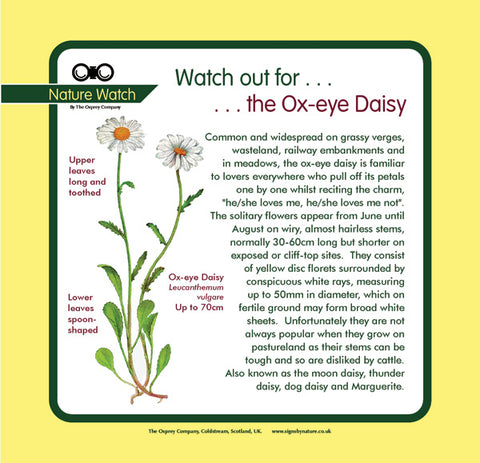 'Ox-eye daisy' Nature Watch Panel