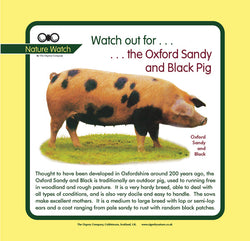 'Oxford sandy and black pig' Nature Watch Panel