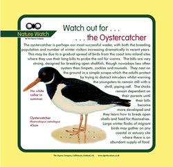 'Oystercatcher' Nature Watch Panel