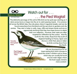 'Pied wagtail' Nature Watch Panel