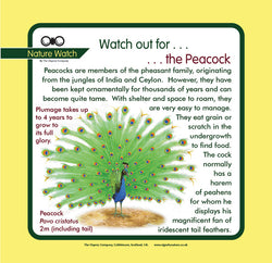 'Peacock' Nature Watch Panel