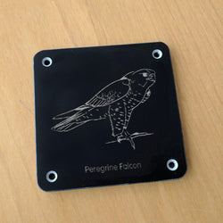 'Peregrine falcon' rubbing plaque