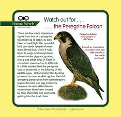 'Peregrine falcon' Nature Watch Panel