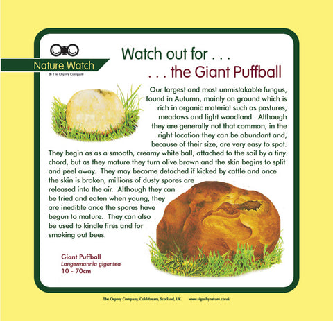 'Giant puffball' Nature Watch Panel
