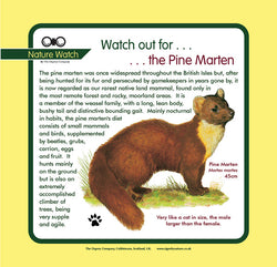 'Pine marten' Nature Watch Panel
