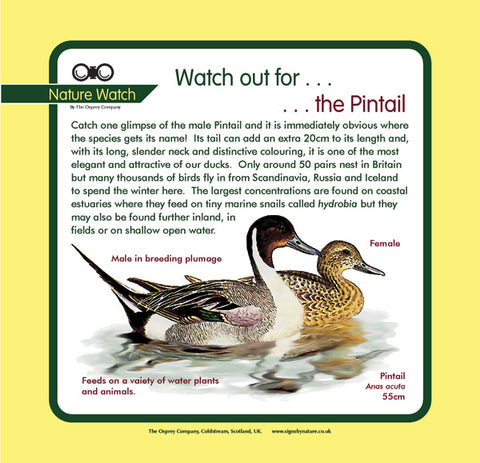 'Pintail' Nature Watch Panel