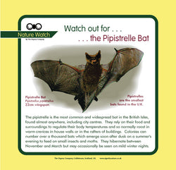 'Pipistrelle bat' Nature Watch Panel