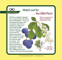 'Wild plum' Nature Watch Panel