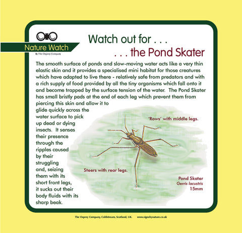 'Pond skater' Nature Watch Panel