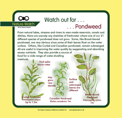 'Pondweed' Nature Watch Panel
