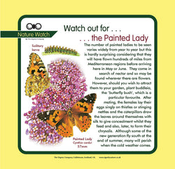 'Painted lady' Nature Watch Panel