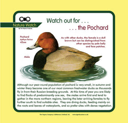 'Pochard' Nature Watch Panel