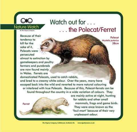 'Polecat/ferret' Nature Watch Panel