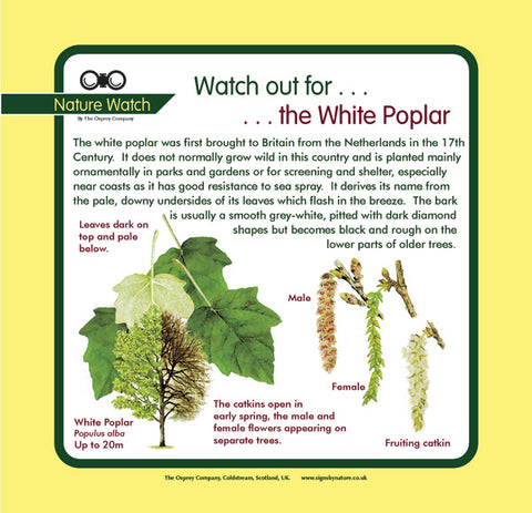 'White poplar' Nature Watch Panel
