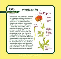 'Poppy' Nature Watch Panel