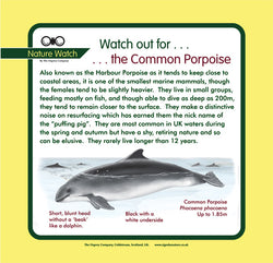 'Common porpoise' Nature Watch Panel