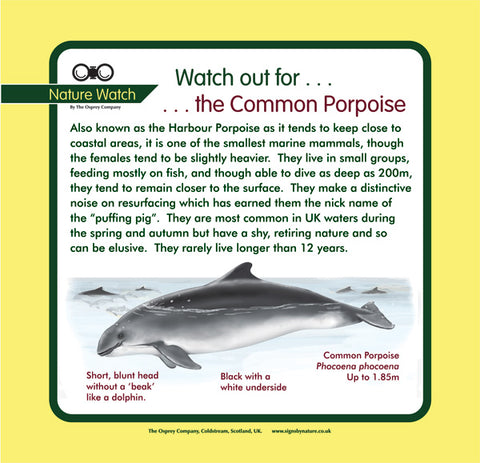 'Common porpoise' Nature Watch Panel