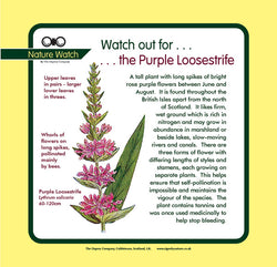 'Purple loosestrife' Nature Watch Panel