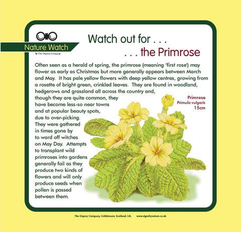 'Primrose' Nature Watch Panel