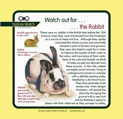 'Pet rabbit' Nature Watch Panel