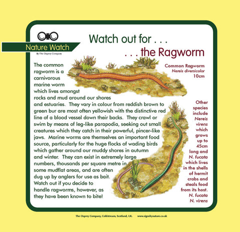 'Ragworm' Nature Watch Panel