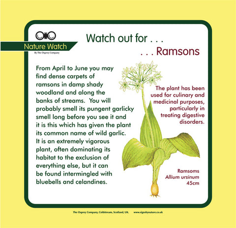 'Ramsons' Nature Watch Panel