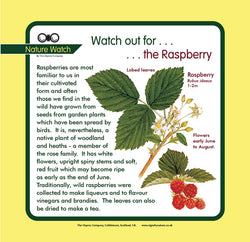 'Raspberry' Nature Watch Panel