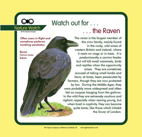 'Raven' Nature Watch Panel