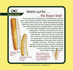 'Razor shell' Nature Watch Panel