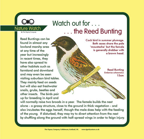 'Reed bunting' Nature Watch Panel