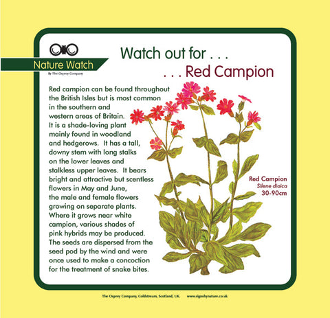 'Red campion' Nature Watch Panel