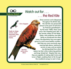 'Red kite' Nature Watch Panel