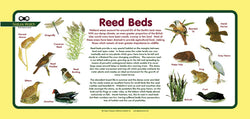 'Reed beds' Nature Watch Plus Panel