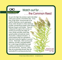 'Common reed' Nature Watch Panel