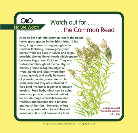 'Common reed' Nature Watch Panel