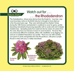 'Rhododendron' Nature Watch Panel