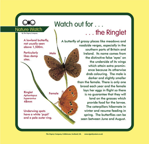 'Ringlet' Nature Watch Panel