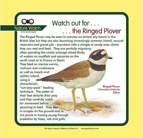 'Ringed plover' Nature Watch Panel