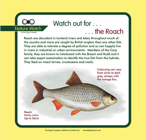 'Roach' Nature Watch Panel