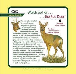 'Roe deer' Nature Watch Panel