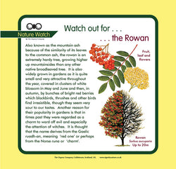 'Rowan' Nature Watch Panel