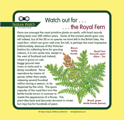 'Royal fern' Nature Watch Panel