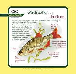 'Rudd' Nature Watch Panel
