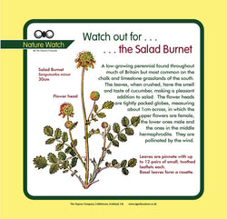 'Salad burnet' Nature Watch Panel