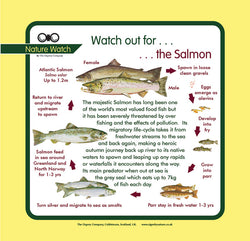 'Salmon' Nature Watch Panel