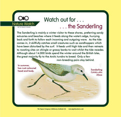 'Sanderling' Nature Watch Panel
